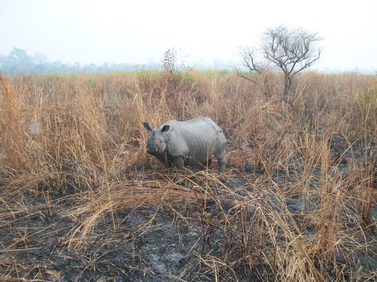 Eventours Travels Wildlife