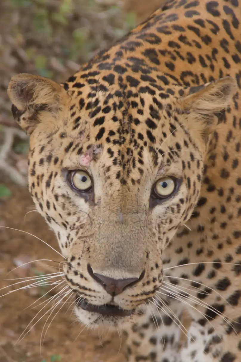 Sri Lanka Wildlife Tour