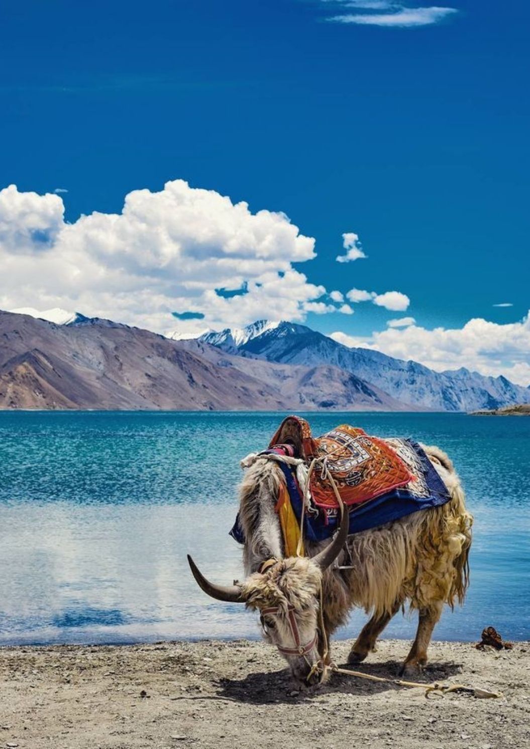 continues into the remote and beautiful Nubra Valley