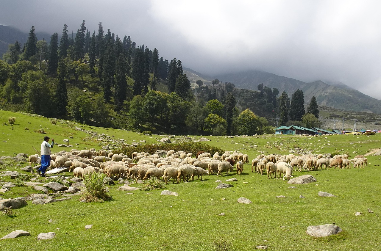 Gulmarg and Pahalgam Gulmarg and Pahalgam