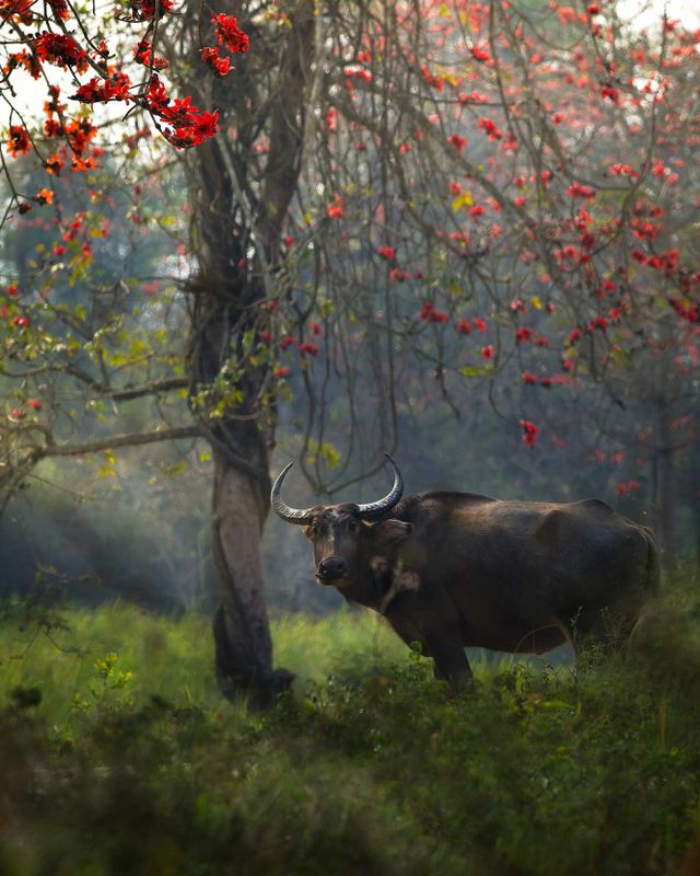 Captivating image of a water buffalo amidst vibrant foliage in a serene forest.